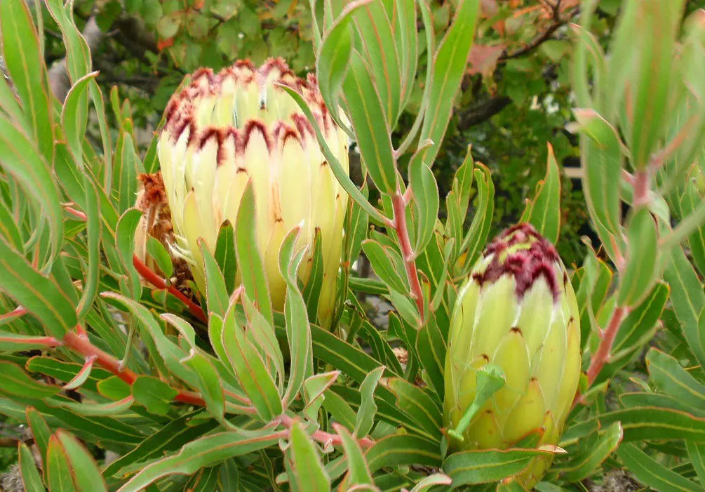 Protea Limelight (Protea)