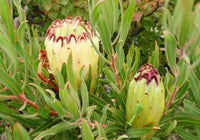 Protea Limelight (Protea)