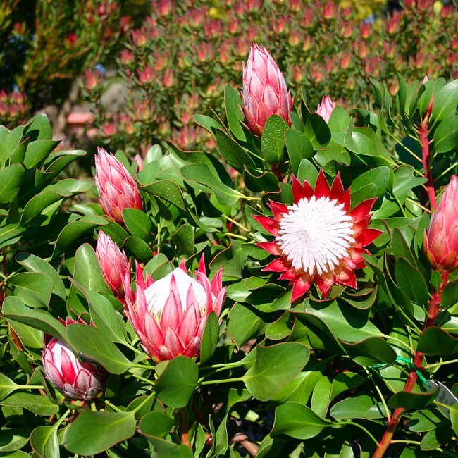 Protea Little Prince - Ladybird Nursery