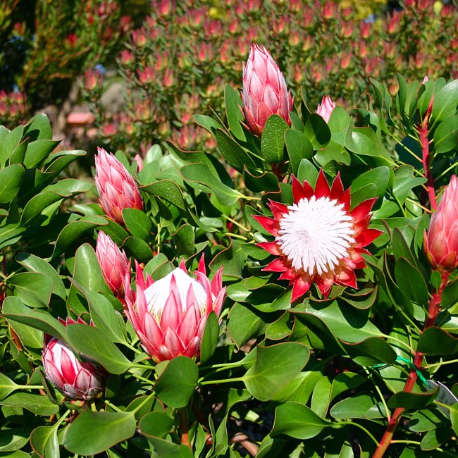Protea Little Prince