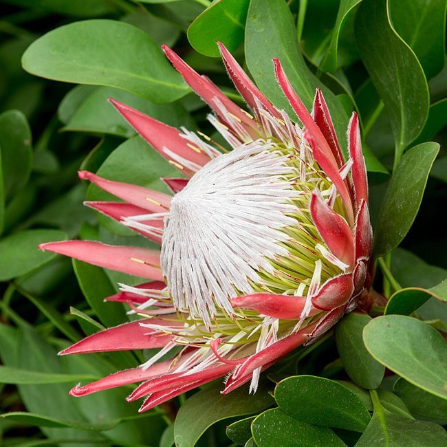 Protea Little Prince - Ladybird Nursery