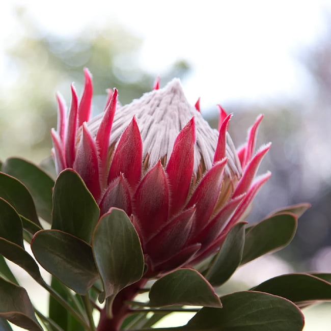 Protea Little Prince
