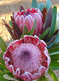 Pink Ice Protea 300mm (PICK UP ONLY)