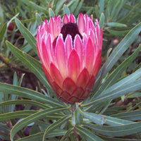 Protea 'Pixie'