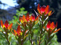 Leucadendron ‘Red Gem’ - Ladybird Nursery