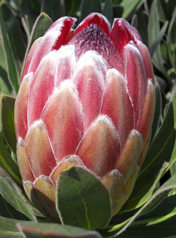 Pink Ice Protea (Protea) 200mm - Ladybird Nursery