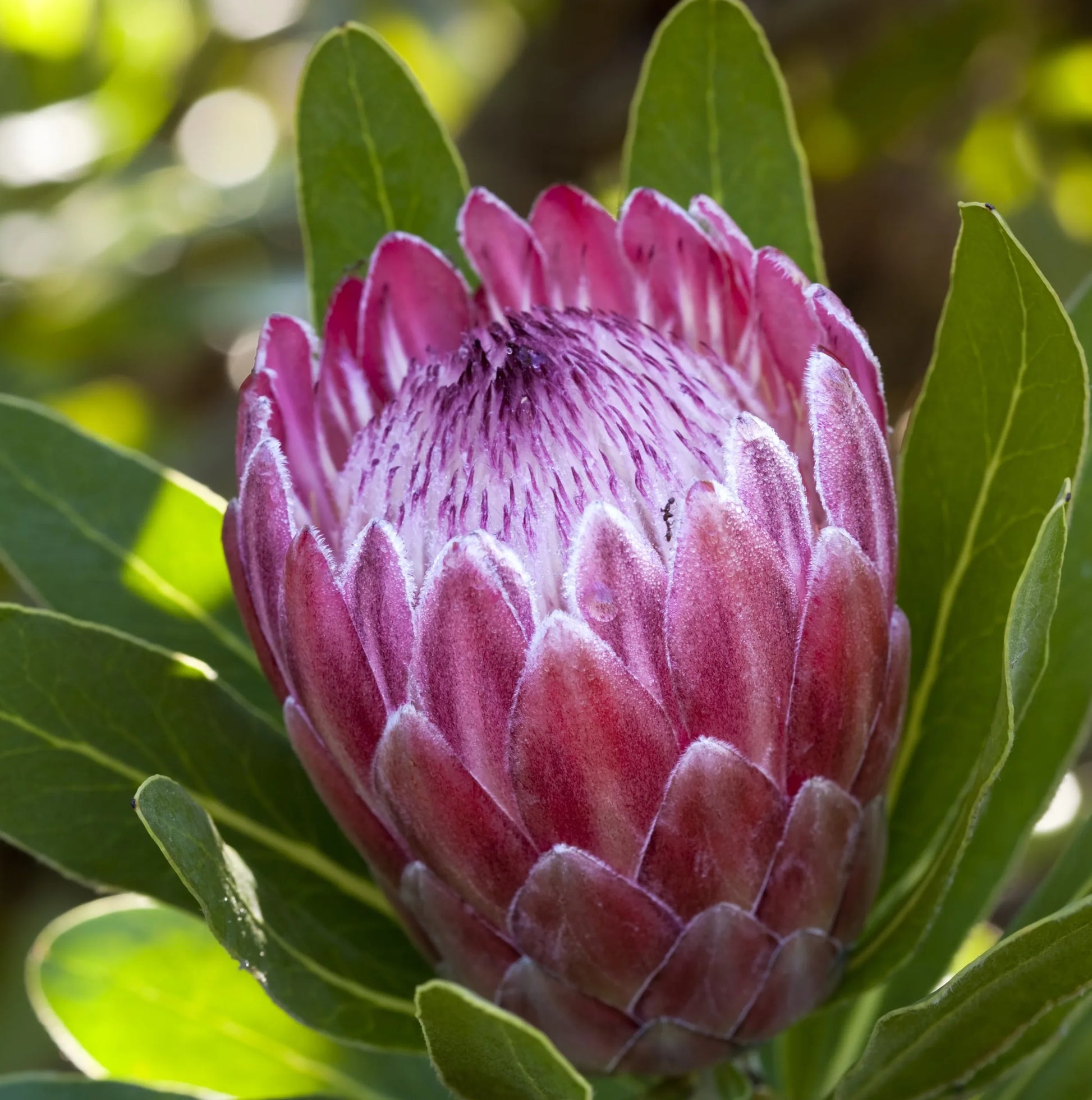 Protea Red Ice 200mm