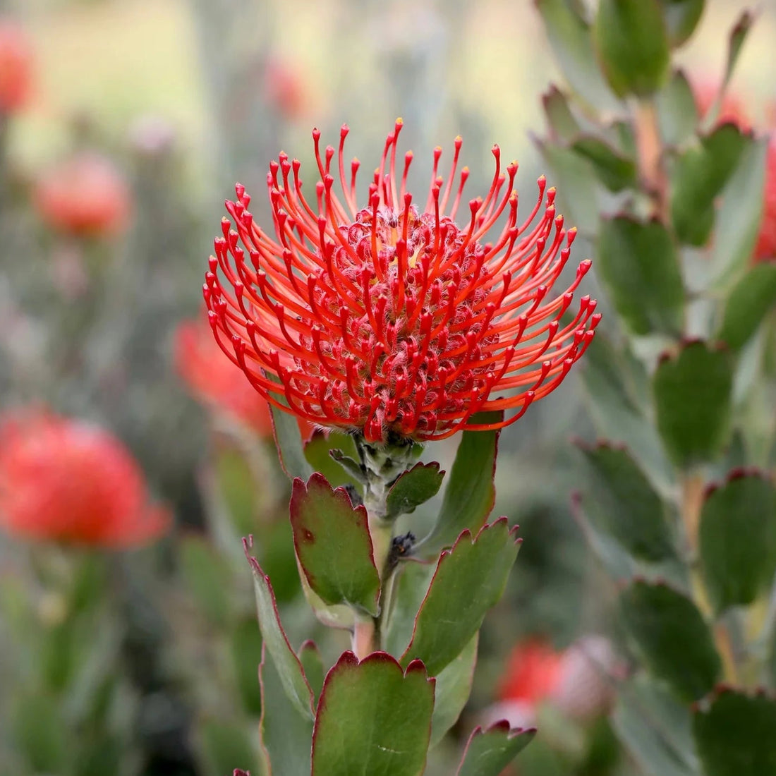 Leucospermum 'Carnival Crimson' - Ladybird Nursery