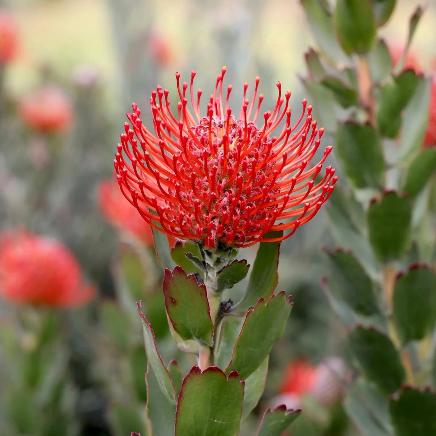 Leucospermum 'Carnival Crimson' - Ladybird Nursery