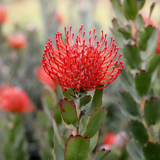 Leucospermum 'Carnival Crimson' - Ladybird Nursery