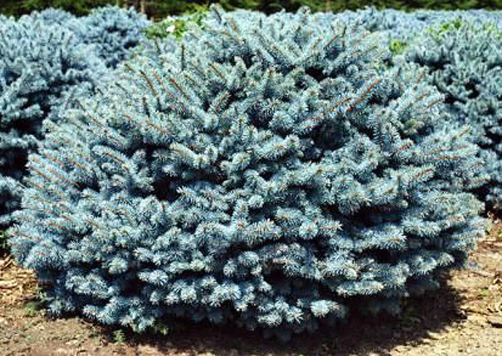 Blue Spruce Montgomery (Picea pungens)