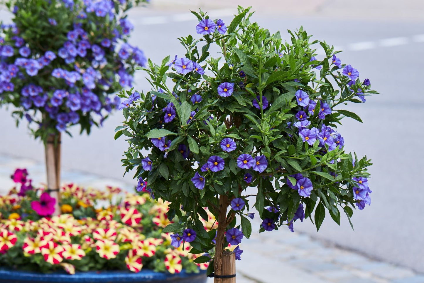 Blue Potato Bush (Solanum rantonnettii)