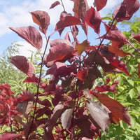 Purple Leaf Plum Bush Form blireana (Prunus x) - Ladybird Nursery