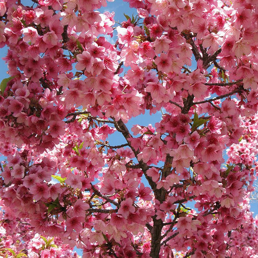 Flowering Taiwan Cherry (Prunus campanulata)