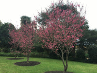 Flowering Taiwan Cherry (Prunus campanulata)
