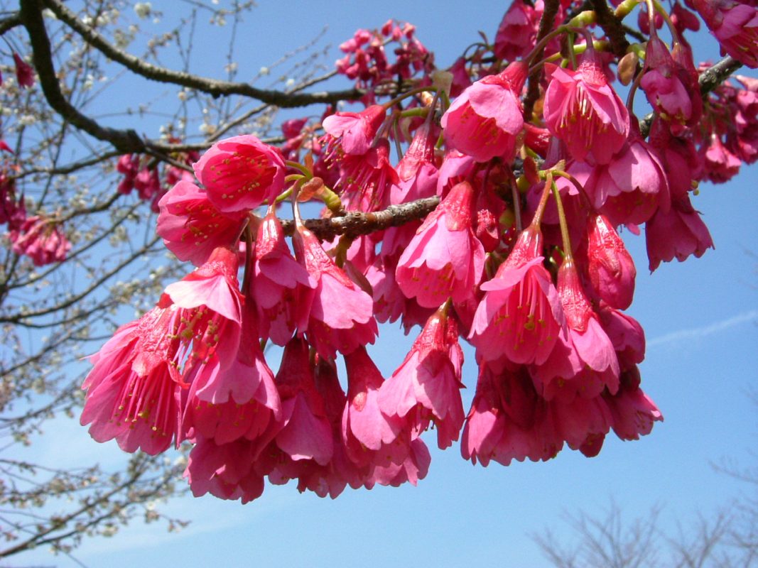 Flowering Taiwan Cherry (Prunus campanulata)