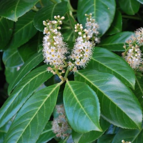 Cherry Laurel (Prunus laurocerasus)