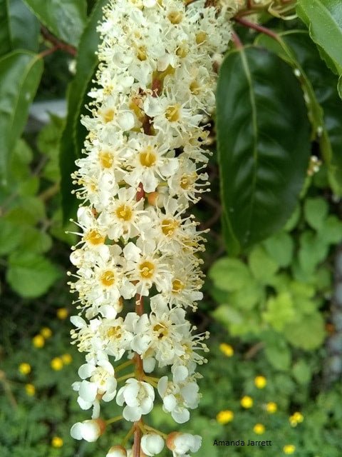Portuguese Laurel (Prunus lusitanica) - Ladybird Nursery