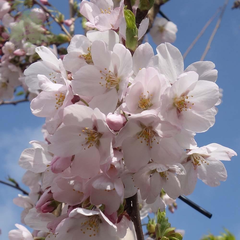 Yoshino Flowering Cherry yedoensis (Prunus x) - Ladybird Nursery