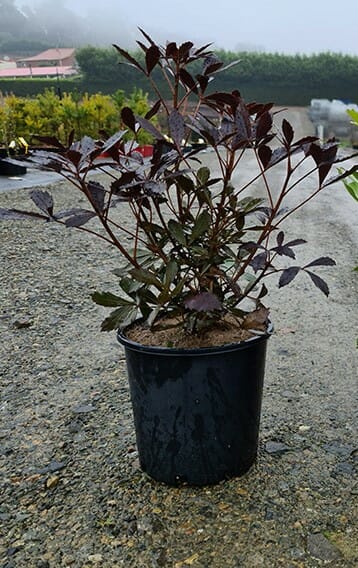 Coastal Purple 5 Finger Purpurea (Pseudopanax lessonii) - Ladybird Nursery