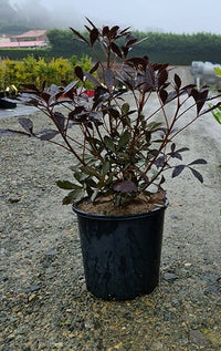 Coastal Purple 5 Finger Purpurea (Pseudopanax lessonii)