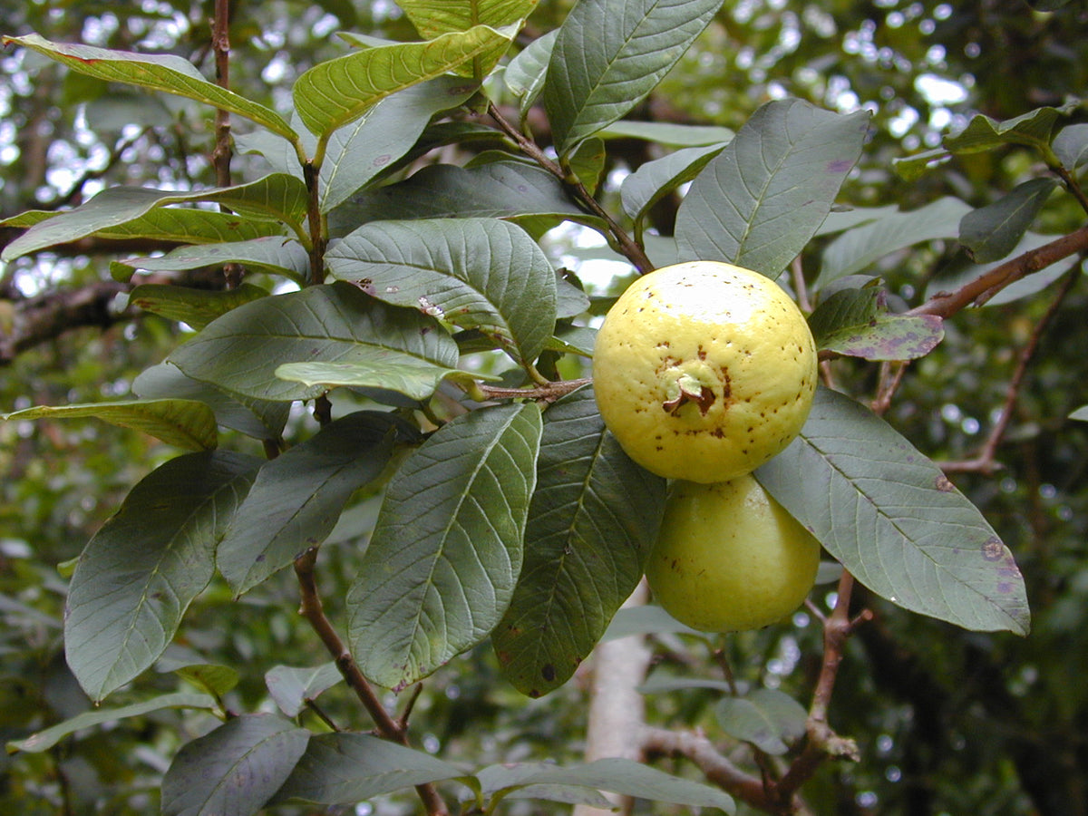Guava (Psidium Guava)