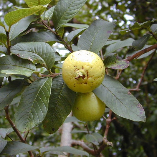 Guava (Psidium Guava) - Ladybird Nursery