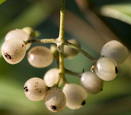 Psychotria daphnoides