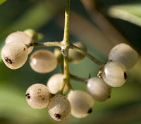 Psychotria daphnoides - Ladybird Nursery