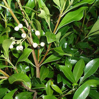 Psychotria daphnoides - Ladybird Nursery