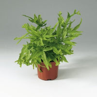 Pteris wimsetii - Ladybird Nursery