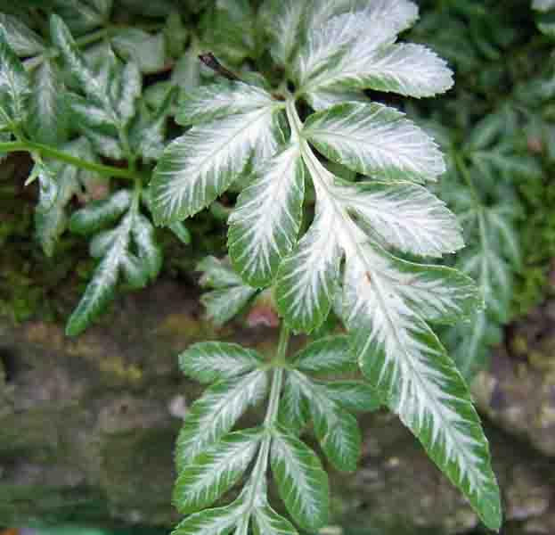 Pteris victoriae