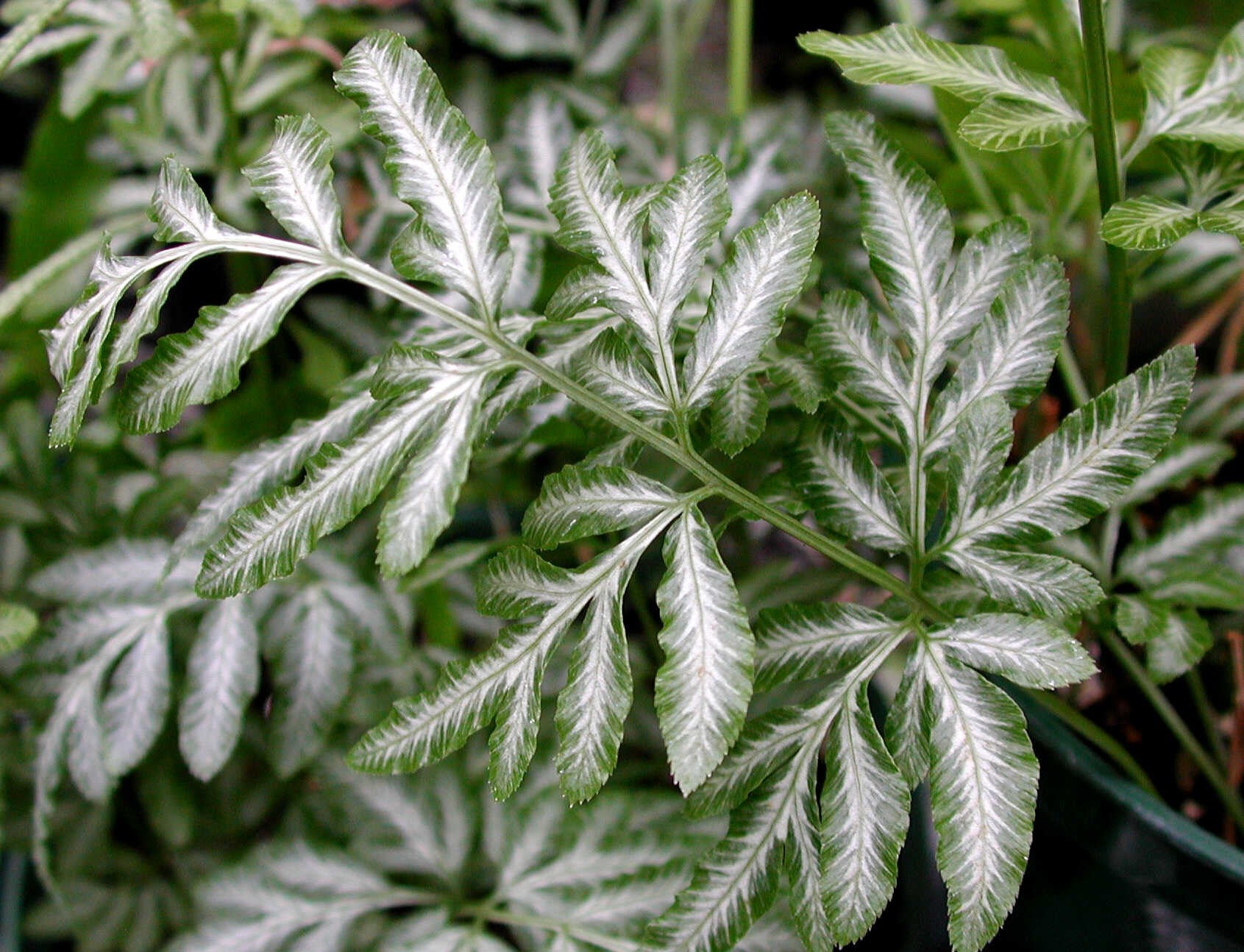 Pteris victoriae - Ladybird Nursery