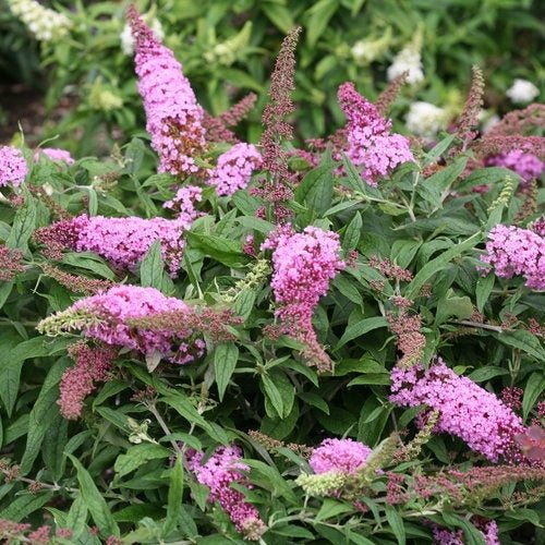 Butterfly Bush Pink (Buddleja spp.) - Ladybird Nursery