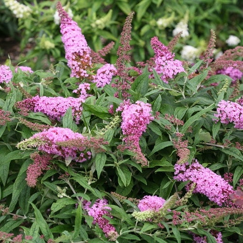 Butterfly Bush Pink (Buddleja spp.)
