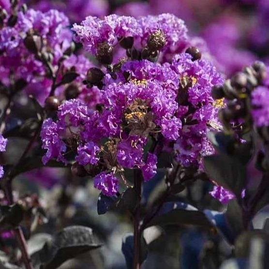 Crepe Myrtle Diamonds in the Dark Purely Purple (Lagerstroemia) - Ladybird Nursery