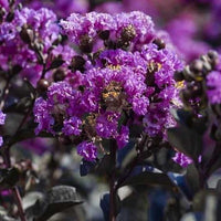 Crepe Myrtle Diamonds in the Dark Purely Purple (Lagerstroemia)