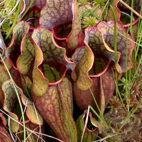 Pitcher Plant (Sarracenia)
