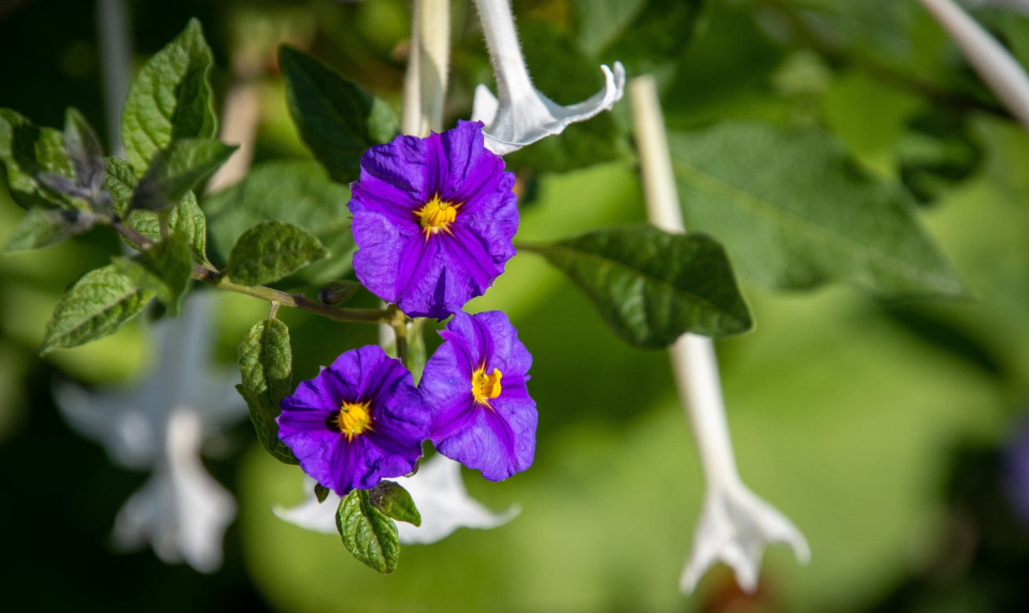 Blue Potato Bush (Solanum rantonnettii)