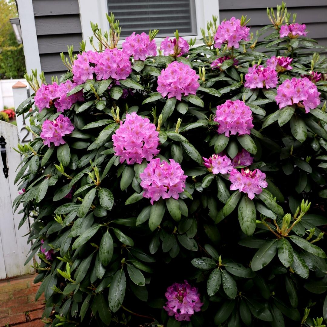 Rhododendron Our Gem - Ladybird Nursery