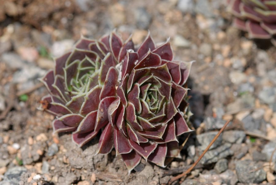 Hens and Chicks Red (Sempervivum spp.)