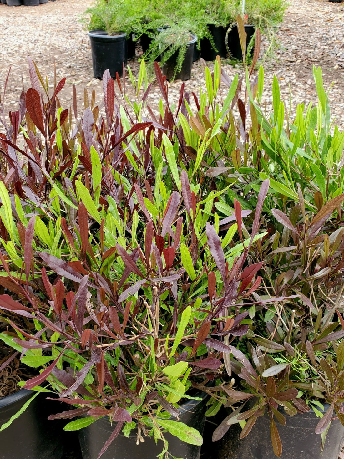 Hop Bush (Dodonaea viscosa) - Ladybird Nursery
