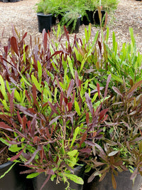 Hop Bush (Dodonaea viscosa)