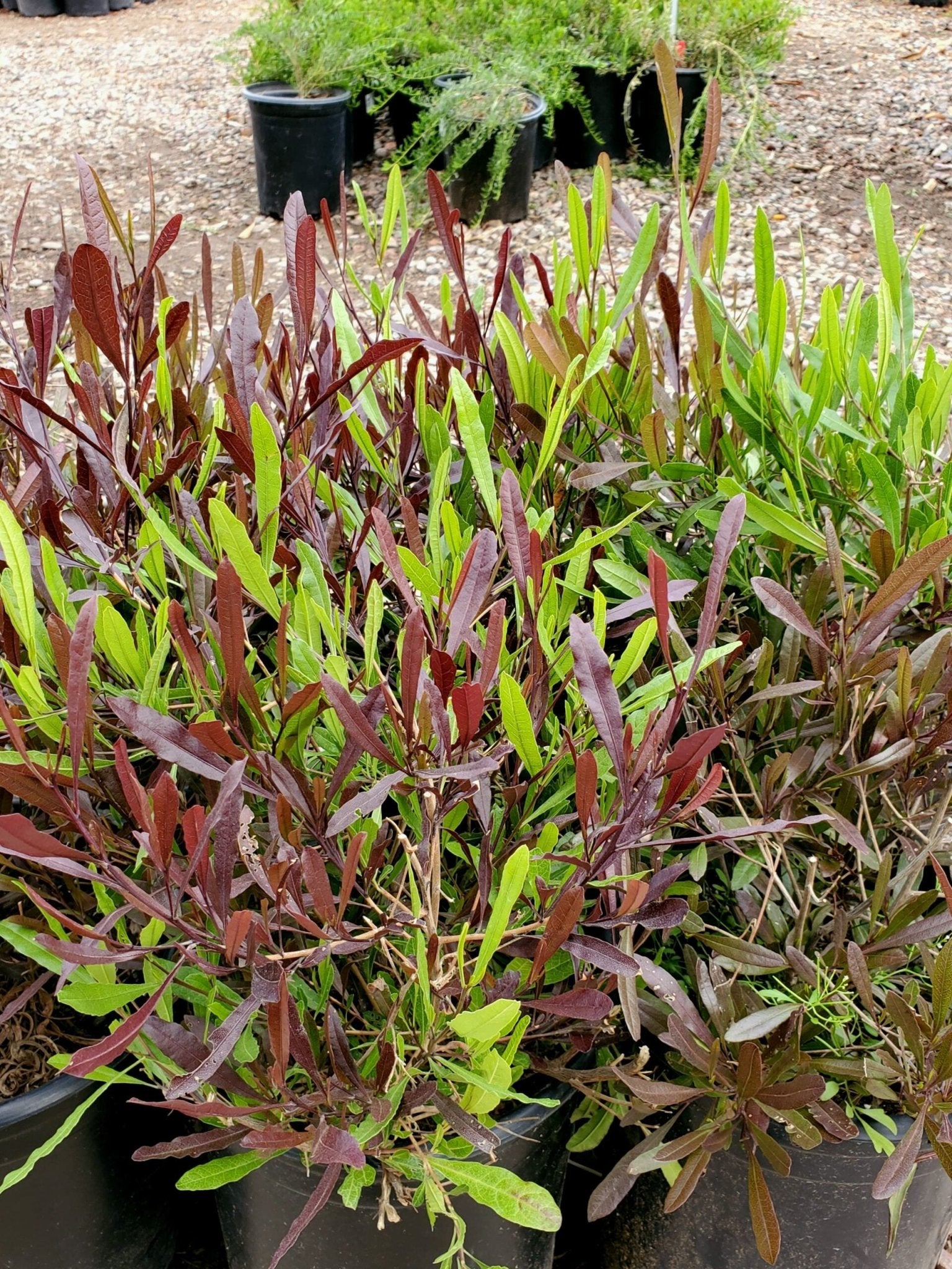 Hop Bush (Dodonaea viscosa) - Ladybird Nursery