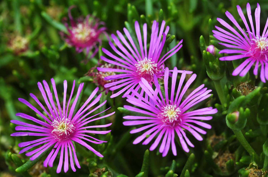 Ice Plant Pink Dwarf (Mesembryanthemum cooperi) - Ladybird Nursery