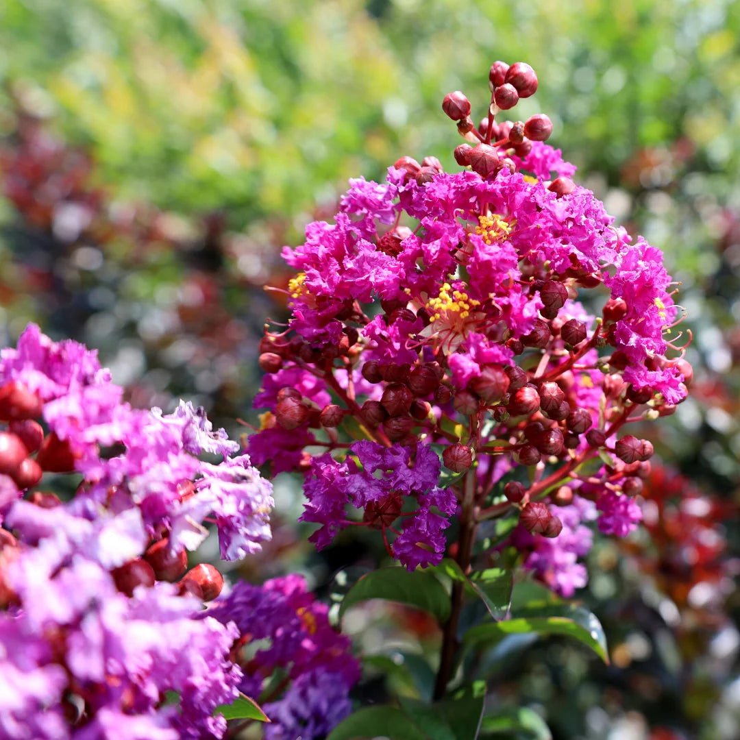 Crepe Myrtle Dwarf Mauve (Lagerstroemia indica) - Ladybird Nursery