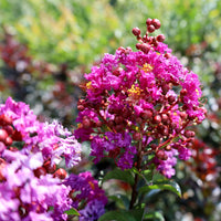 Crepe Myrtle Dwarf Mauve (Lagerstroemia indica)