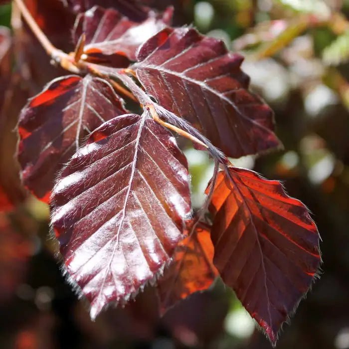 Purple Beech purpurea (Fagus sylvatica) - Ladybird Nursery