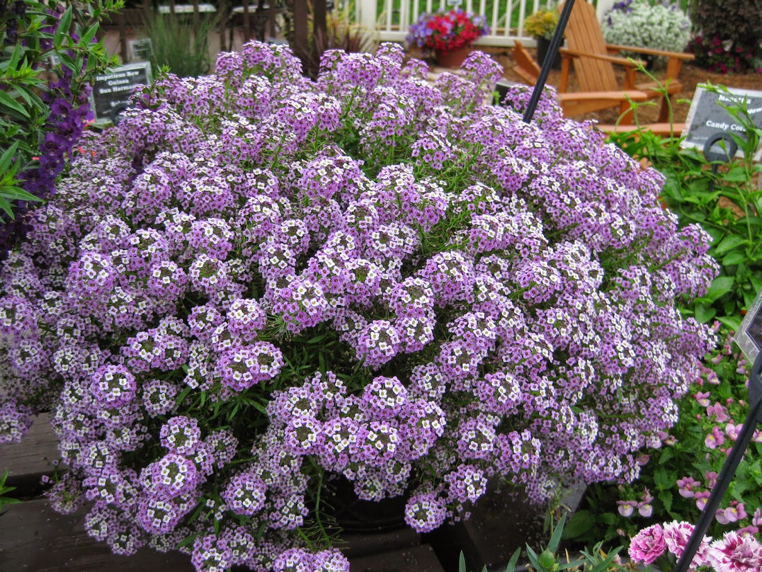 Purple Stream (Lobularia maritima)