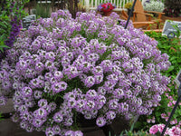 Purple Stream (Lobularia maritima)
